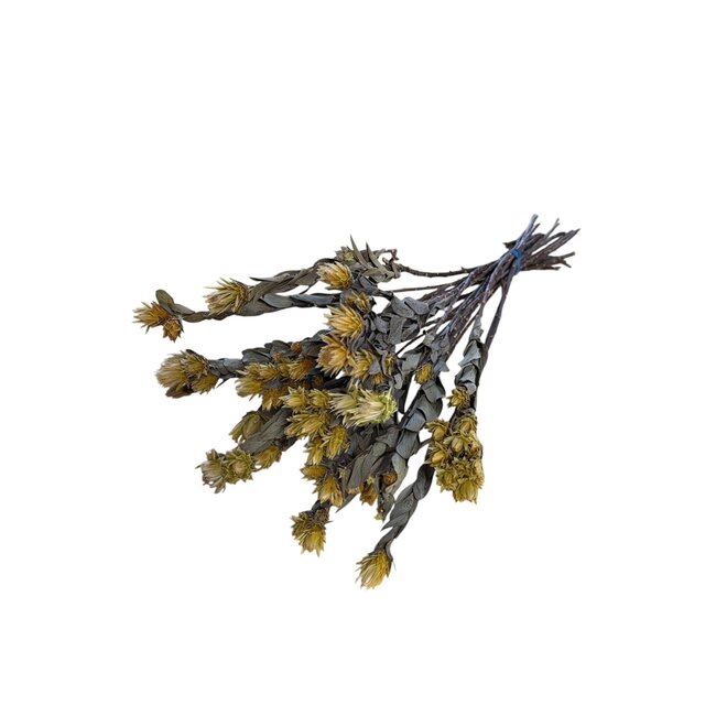 Gedroogde Maracumba Passiflora | Kleur: Naturel | Maracuba Droogbloemen | Lengte ± 30 centimeter | Gewicht 100 gram | Per bos