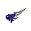 Purple-blue Dried Statice Sinuata | Statice Dried Flowers | Length ± 70 centimeter | Weight 75 gram | Per bunch