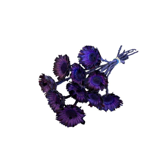 Purple Dried Protea Compacta | Sugarbush Dried Flowers | Length ± 30 centimetre | 10 stems per bunch | Per bunch