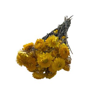 Casa Alegria Gedroogde Helichrysum | Kleur: Natuurlijk Geel | Strobloem Droogbloemen | Lengte ± 50 centimeter | Gewicht 100 gram | Per bos