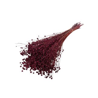 Casa Alegria Red Dried Flax | Linum Dried Flowers | Length ± 55 centimetre | Weight 100 gram | Per bunch