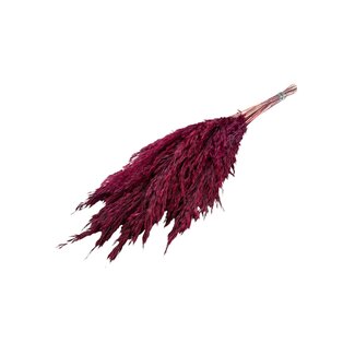 Casa Alegria Red Dried Pampas Plumes | Cortaderia Dried Flowers | Length ± 60 centimeter | 10 stems per bunch | Per bunch