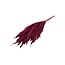 Red Dried Pampas Plumes | Cortaderia Dried Flowers | Length ± 60 centimeter | 10 stems per bunch | Per bunch