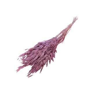 Casa Alegria Gedroogde Chasmanthium Latifolium | Kleur: Roze | Plataargras Droogbloemen | Lengte ± 70 centimeter | Gewicht 50 gram | Per bos