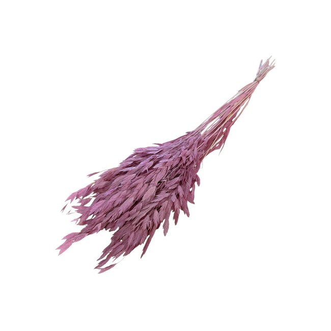 Pink Dried Chasmanthium Latifolium | Plataar grass Dried flowers | Length ± 70 centimeter | Weight 50 gram | Per bunch