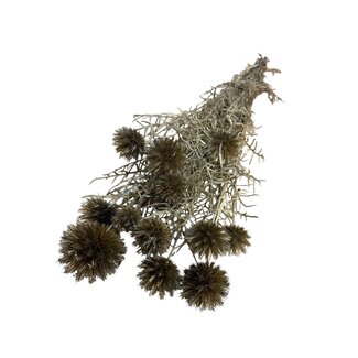 Casa Alegria Gepreserveerde Echinops XL | Kleur: Goudkleurig | Gedroogde Kogeldistels | Lengte ± 60 centimeter | Gewicht 250 gram | Per 10 stelen