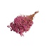 Fuchsia Preserved Gypsophila | Gypsophila Dried Flowers | Length ± 65 centimetre | Weight 100 gram | Per bunch