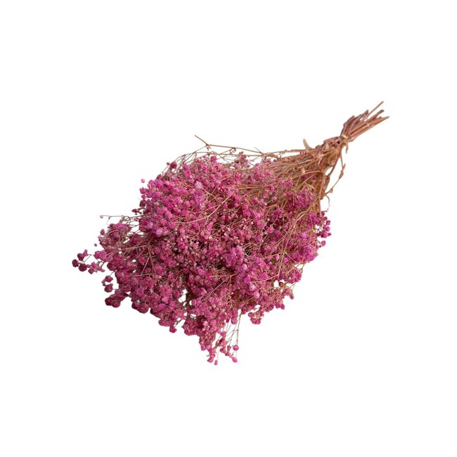 Fuchsia Preserved Gypsophila | Gypsophila Dried Flowers | Length ± 65 centimetre | Weight 100 gram | Per bunch