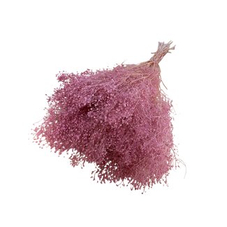 Casa Alegria Pink Preserved Gypsophila Mini | Gypsophila Dried Flowers | Length ± 60 centimeter | Weight 100 gram | Per bunch
