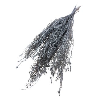 Casa Alegria Gepreserveerde Lepidium | Kleur: Zilverkleurig | Peperkers Droogbloemen | Lengte ± 60 centimeter | Gewicht 75 gram | Per bos