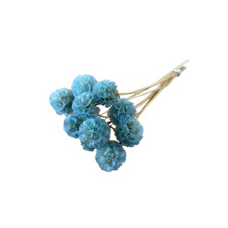 Casa Alegria Light blue Dried Scabiosa | Pigeon scabious Dried flowers | Length ± 30 centimetre | 10 stems per bunch | Per bunch