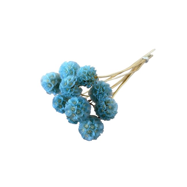 Light blue Dried Scabiosa | Pigeon flower Dried Flowers | Length ± 30 centimetre | 10 stems per bunch | Per bunch