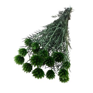Casa Alegria Gepreserveerde Echinops XL | Kleur: Groen | Gedroogde Kogeldistels | Lengte ± 60 centimeter | Gewicht 250 gram | Per 10 stelen