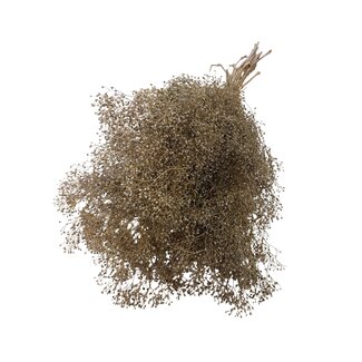 Casa Alegria Natural Preserved Gypsophila Mini | Baby's breath Dried flowers | Length ± 60 centimeter | Weight 100 gram | Per bunch