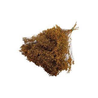 Casa Alegria Dark Orange Dried Broom Bloom | Length ± 55 centimeter | Broom Dried Flowers | Weight 125 gram | Per bunch