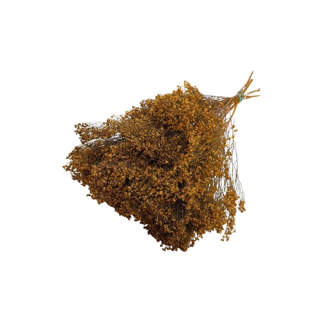 Dark orange Dried Broom Bloom | Length ± 55 centimetre | Broom Dried Flowers | Weight 125 gram | Per bunch