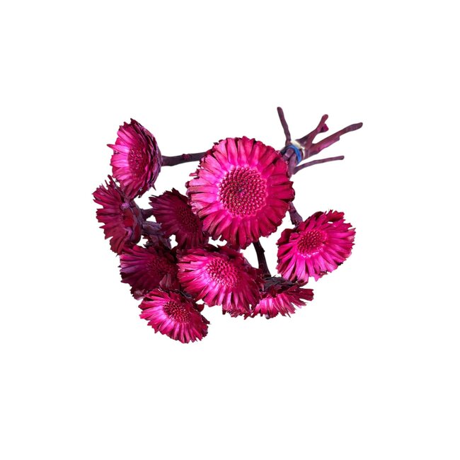 Fuchsia Dried Protea Compacta | Sugarbush Dried flowers | Length ± 30 centimeter | 10 stems per bunch | Per bunch