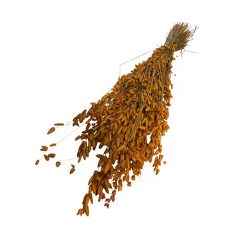 Casa Alegria Orange Dried Briza Maxima | Quaking Grass Dried Flowers | Length ± 60 centimeter | Weight 100 gram | Per bunch