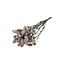Light pink Dried Statice Sinuata | Statice Dried Flowers | Length ± 70 centimeter | Weight 75 gram | Per bunch