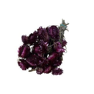 Casa Alegria Gedroogde Helichrysum | Kleur: Natuurlijk Roze | Strobloem Droogbloemen | Lengte ± 50 centimeter | Gewicht 100 gram | Per bos