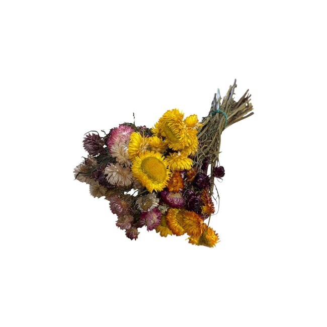 Gedroogde Helichrysum | Kleur: Gemengde Kleuren | Strobloem Droogbloemen | Lengte ± 50 centimeter | Gewicht 100 gram | Per bos