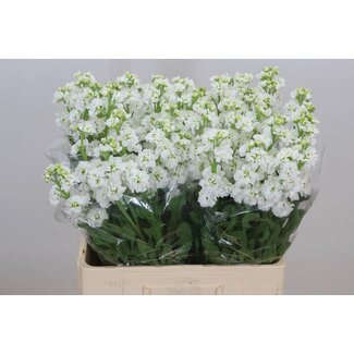 Freshy Violier Stox White