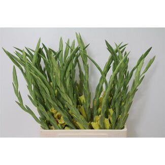 Freshy Gladiolus groot Bananarama Bio