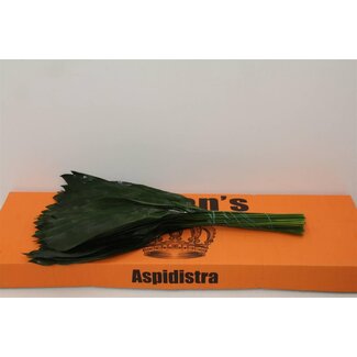 Freshy Aspidistra 70cm (p. bos)