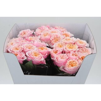 Freshy Rosa Notting Hill
