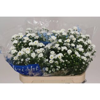 Freshy Aster Cassy
