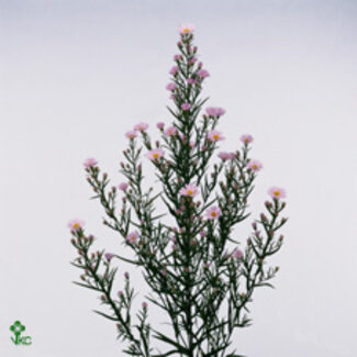 Freshy Aster Claudia
