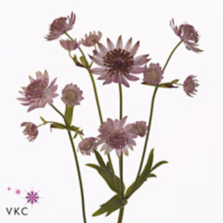Freshy Astrantia Pink Sensation