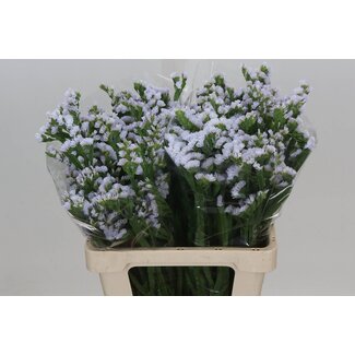 Freshy Limonium S Hollands Silky Wings