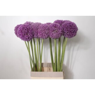 Freshy Allium Giganteum