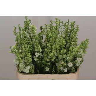 Freshy Consolida R Q White Bio X60
