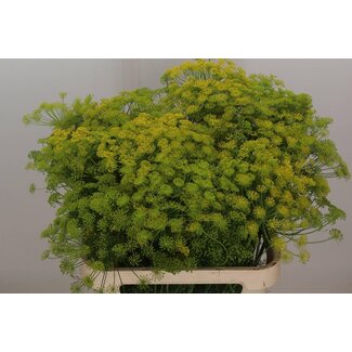 Freshy Anethum Graveolens