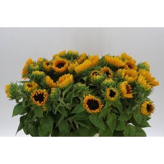 Freshy Helianthus Sunrich Provence Overtoom