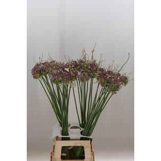Freshy Allium Green Drops