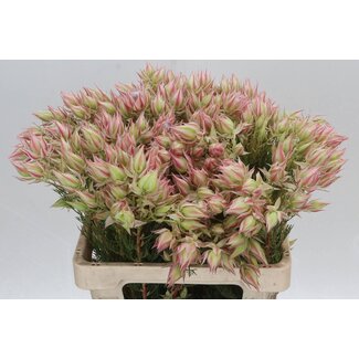 Freshy Serruria Florida Pink
