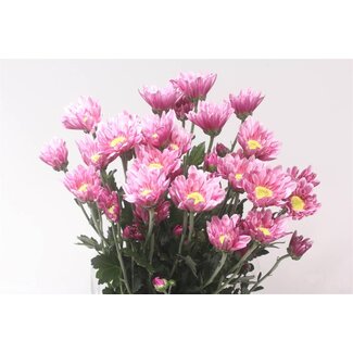 Freshy Chrysant T Serenity Sweet