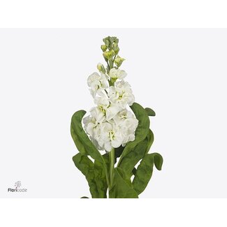 Freshy Violier Stox White