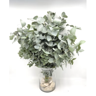 Freshy Fresh Eucalyptus Cinerea from Portugal | ↕ 65cm | Stem Select | Per 10 stems