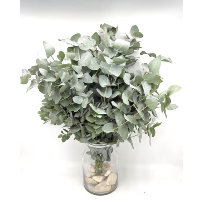 Fresh Eucalyptus Cinerea from Portugal | ↕ 65cm | Stem Select | Per 10 stems