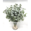 Fresh Eucalyptus Cinerea from Portugal | ↕ 65cm | Stem Select | Per 10 stems