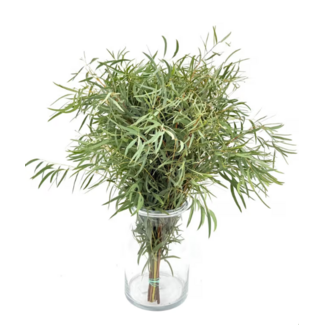 Freshy Fresh Eucalyptus Nicholli from Portugal | ↕ 65cm | Stem Select | Per 10 stems