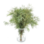 Fresh Eucalyptus Nicholli from Portugal | ↕ 65cm | Stem Select | Per 10 stems