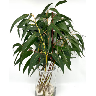 Freshy Fresh Eucalyptus Victoria from Portugal | ↕ 65cm | Stem Select | Per 10 stems