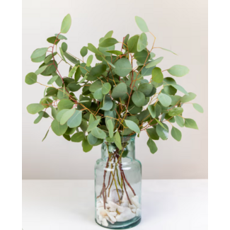 Freshy Fresh Eucalyptus Populus from Portugal | ↕ 65cm | Stem Select | Per 10 stems