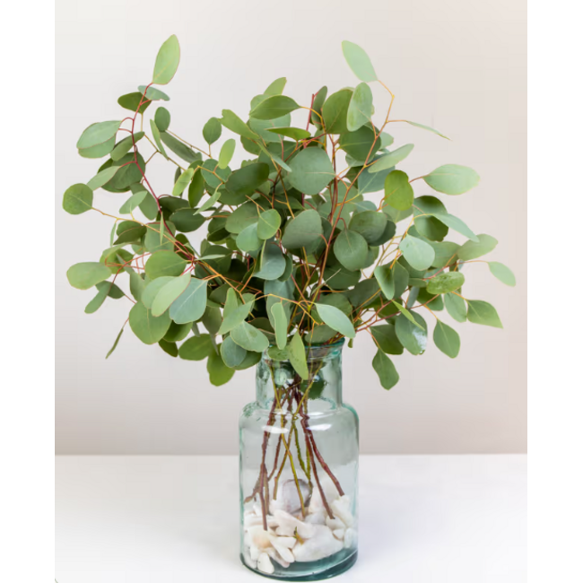 Fresh Eucalyptus Populus from Portugal | ↕ 65cm | Branch Select | Per 10 branches