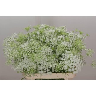 Freshy Ammi Majus Dille Wit